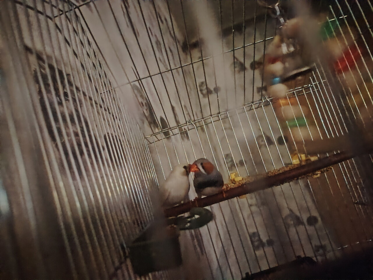 Любимые амадинки 🕊️