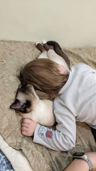Новости про кота....