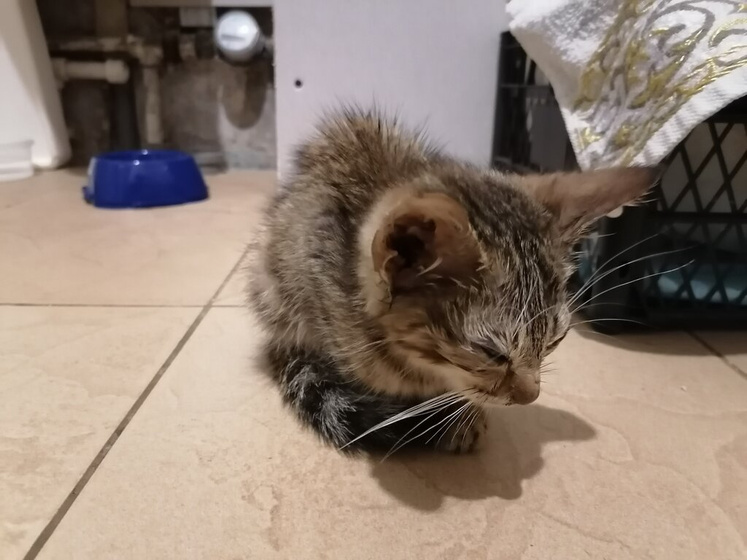 Про котэ 🐈