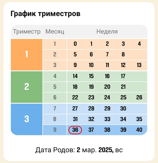 36 недель. 🥬🥬🥬