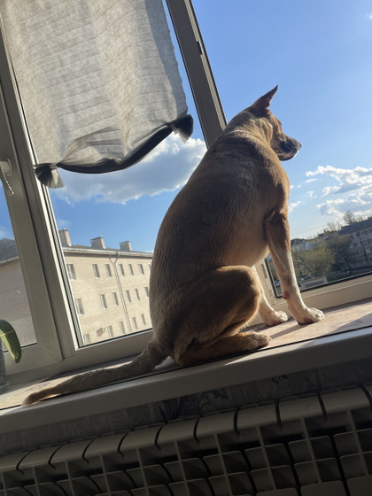 Муж подстриг собаку 🤣🤣🤣