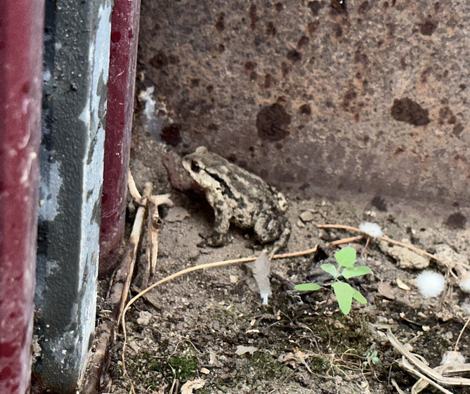 Лягушечка 🐸