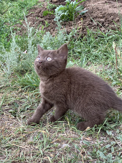 Котенок