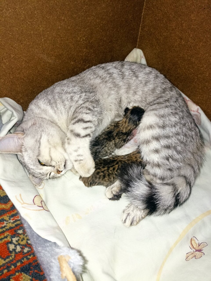 Моя кошка