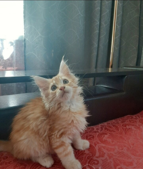 А я снова о котах ❤️