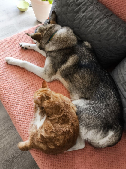 Мои псяки❤