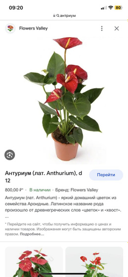 Антуриум