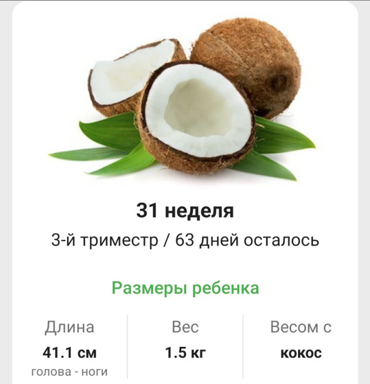 31 неделя