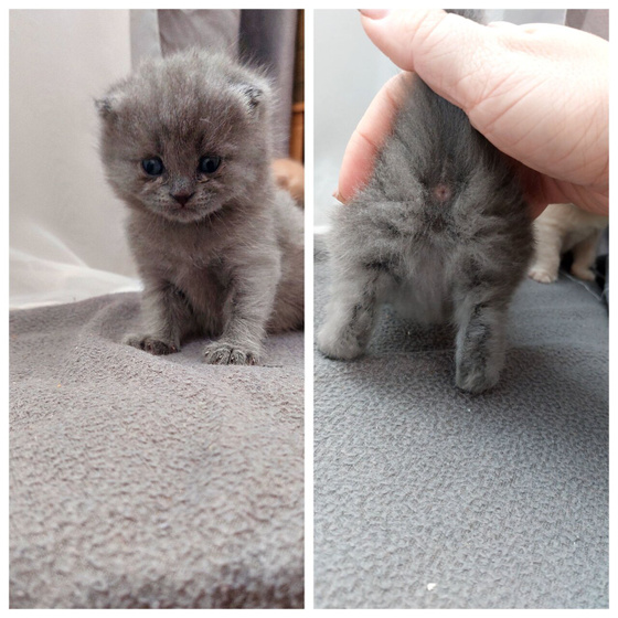 Кошатники,проверим пол котят?
