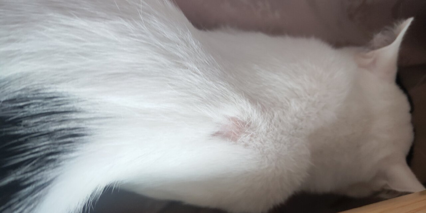 Котознающие, это лишай???
