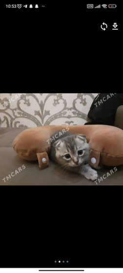 Девочки какой лучше?)))
