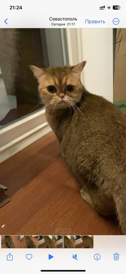 Нашли в подьезде кошку..
