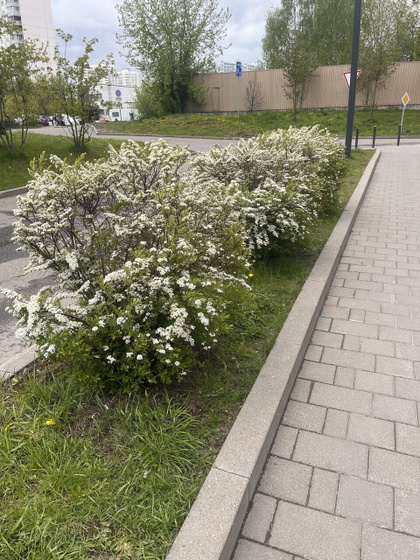 Что за кустик