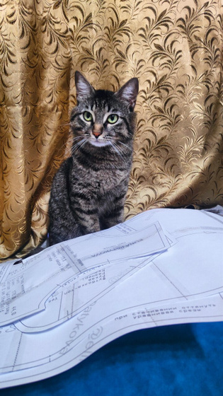 Переезд и кот