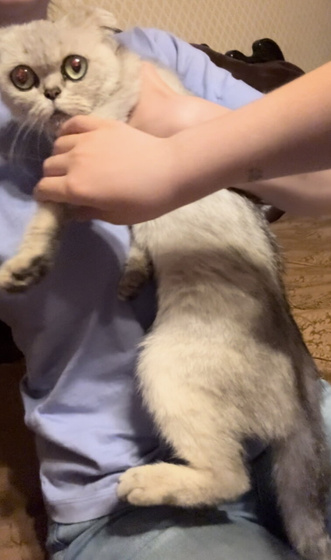 Подобрала котенка