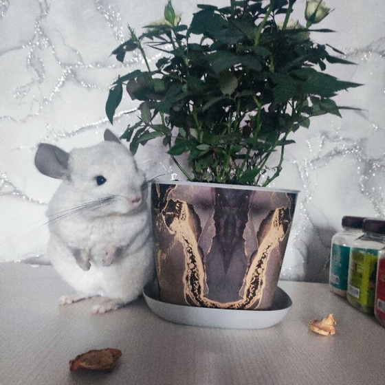 Такой милаш🥰