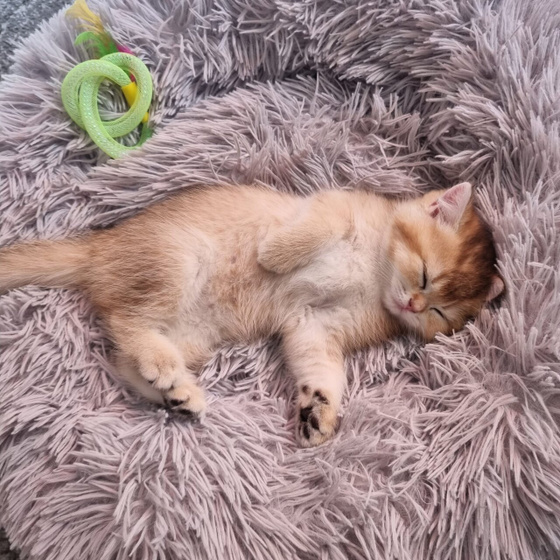 Как назвать кошечку ?