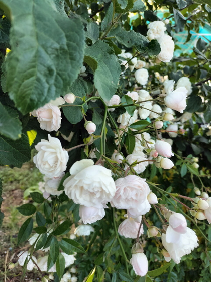 🌿 “Когда четырёхлетний компас ведёт к счастью…”