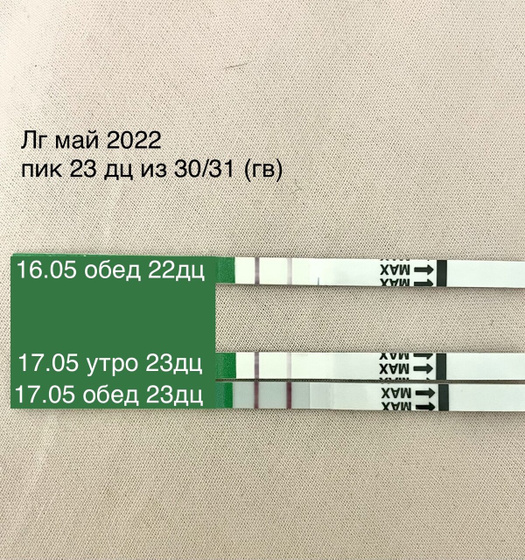 Овуляция (?) май 2022