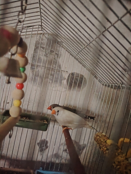 Любимые амадинки 🕊️
