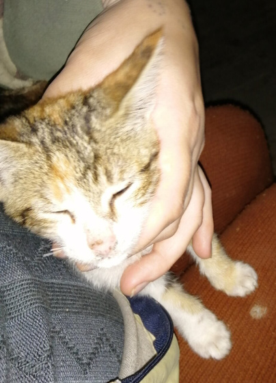 Кисуню с улицы притащила,