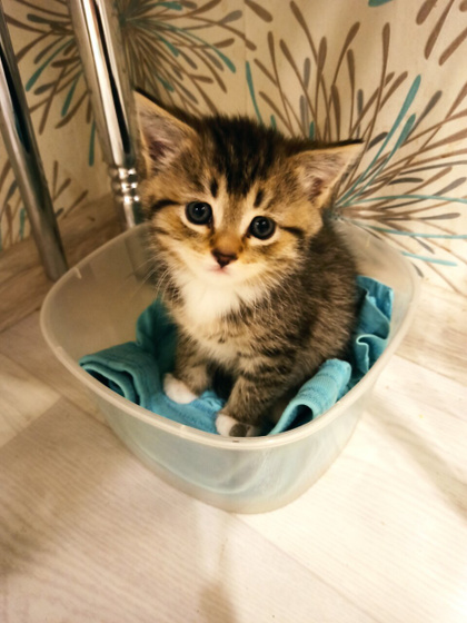 Имя для котенка