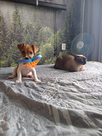 У кого есть собаки