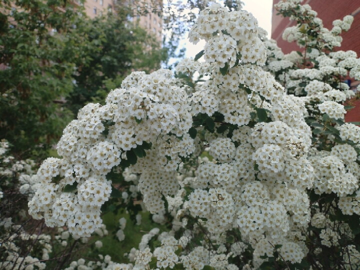 Цветулечков вам в ленту ?