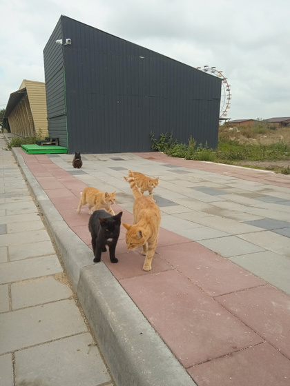 Про котиков