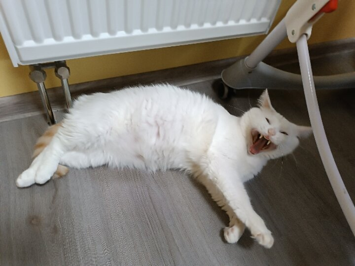 ☺😁 котярика вам в