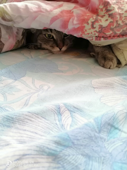 ? ??