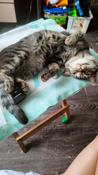 Сколько весят ваши коты?
