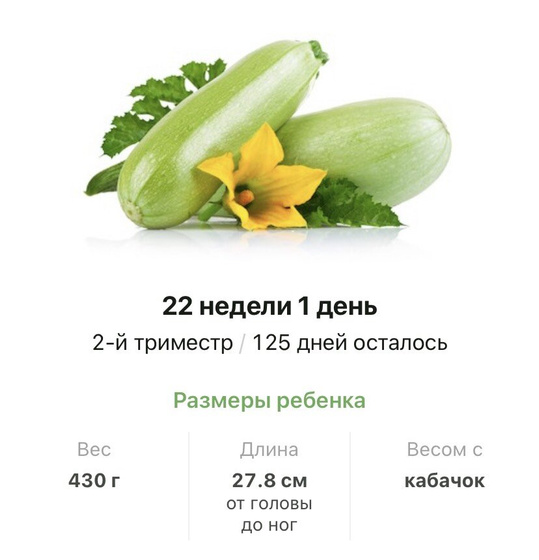 22 недели .