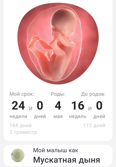 24 недели🤰🏼