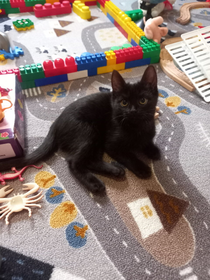 Котенок ходит мимо лотка
