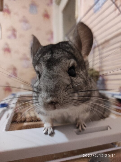 Шиншиллу вам в ленту👍🐿️😁