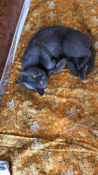 Наши ,,3 кота,,-1 кот и 2 кошки