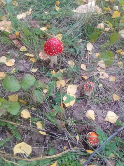 Съездили вчера в лес.