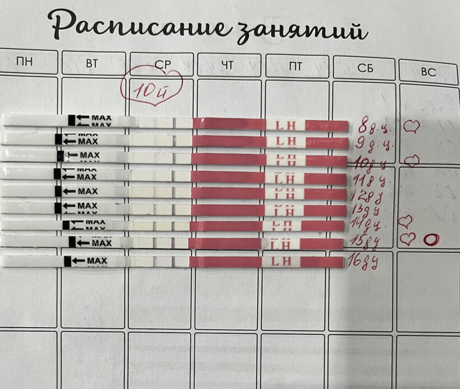 День овуляции 🥹