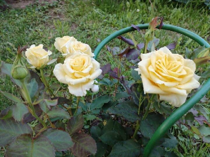 Сегодня были на даче