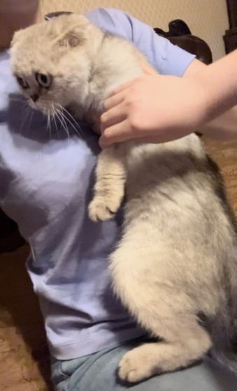 Подобрала котенка