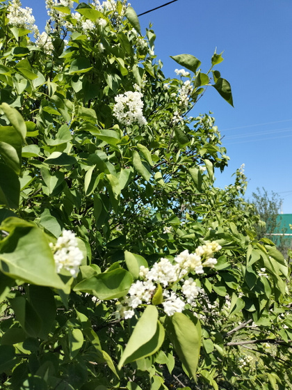 Зацвела сирень