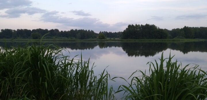 Уточки