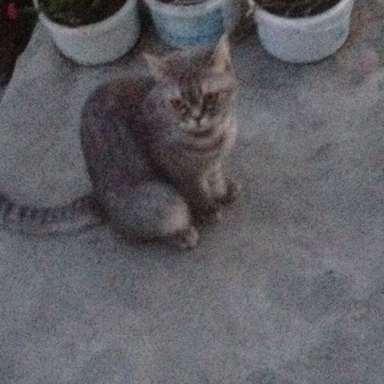 Про кошку