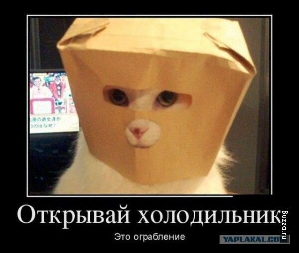 Кото-пятница))) Много мими-фото котиков