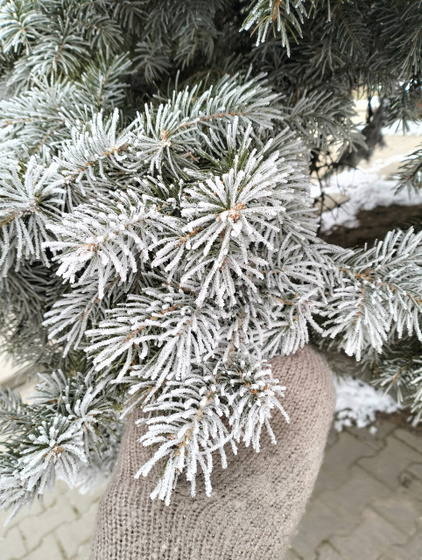У нас уже давно холод,но сегодня красота с деревьями❄️