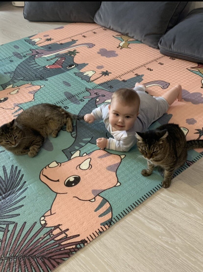 Гроза кошек