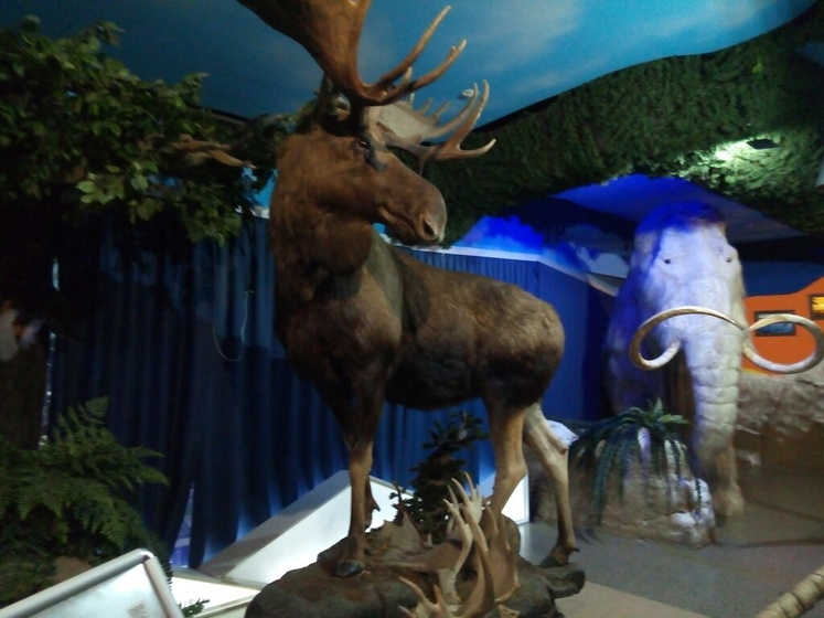 Наши новогодние каникулы. Океанариум в Крокусе. Ч.2
