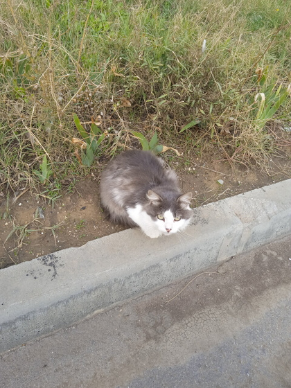 Про котиков
