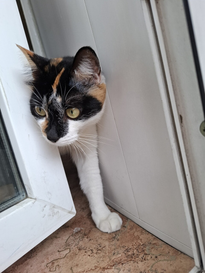 Наши котятки